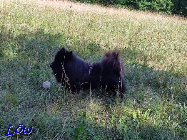 14.7.2024 - Howard im Wiesenmeer